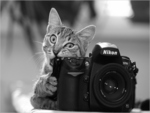 CAT PHOTOGRAPHER