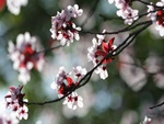 Cherry Blossoms II
