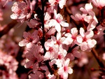 Cherry Blossoms III
