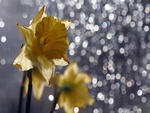 Golden Daffodils