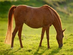 Beautiful Brown Horse