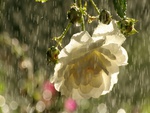 Rose Shower