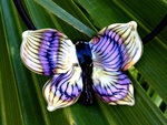 Lovely Butterfly