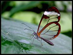 Glasswing Butterfly