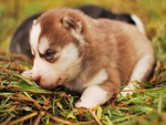 Red Husky Pup