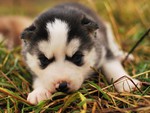 Black and White Husky Pup