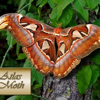 Atlas moth on leaves