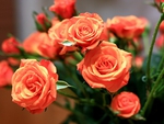 Beautiful roses