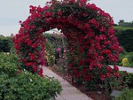rose arch