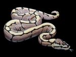 fire-spider-ball-python