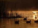 Ducks at Sunrise