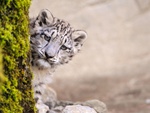 Sweet Snow Leopard
