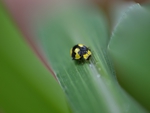 Macro lady beetle