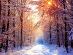 Winter forest