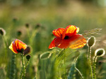 poppies