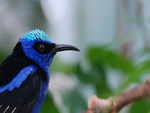 Red-Legged Honeycreeper