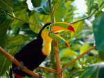 exotic toucan