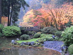 Autumn Japanese Garden With Maples