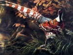 Chinese Pheasant