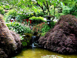 Japanese Maple Garden