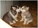 Open Doggy Kiss