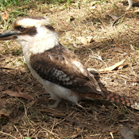 Laughing Kookaburra