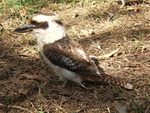 Laughing Kookaburra