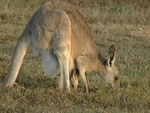 Kangaroo and Joey feeding
