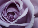 Soft purple rose