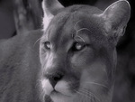 Face of the cougar