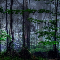 Light Forest Mist
