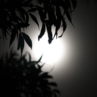 Full moon through the tree