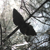 Through the Pines....