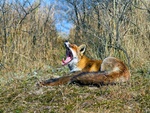 tired fox