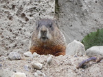 Groundhog