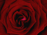 Red Romantic Rose