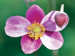 JAPANESE ANEMONE