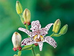 TOAD LILY