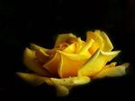 yellow rose