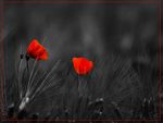 poppies for DanijelaCro