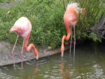 Pink Flamingo