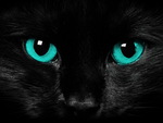 Eyes of the feline