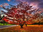 red tree