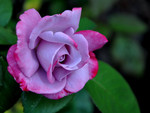 Purple Rose for My Angel Luiza (Dreamer-girl)