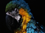 Amazing Parrot