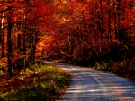 AUTUMN FOREST ROAD