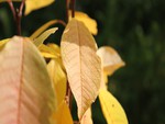 yellow leaves