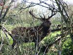 Red Deer between branches