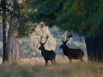 Red deer in the shade.