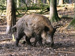 Wild Boar